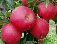 redfree